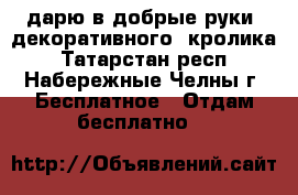 дарю в добрые руки  декоративного  кролика - Татарстан респ., Набережные Челны г. Бесплатное » Отдам бесплатно   